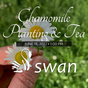 Chamomile Planting & Tea • June 18th, 2022